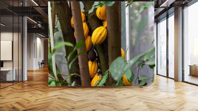 Cocoa tree with ripe yellow fruit Wall mural