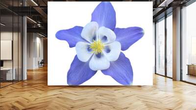  Aquilegia flower Wall mural