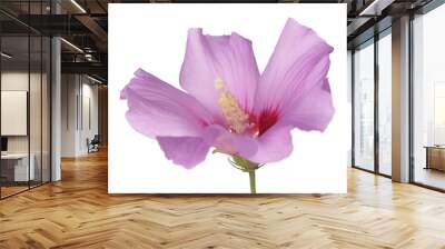 two third view of pink hibiscus flower on white Wall mural