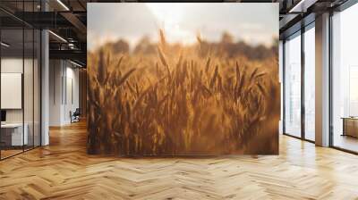 Rye spikes wheat on the field sunset agriculture Russian summer Ukrainian beautiful bread rye detailed Wall mural