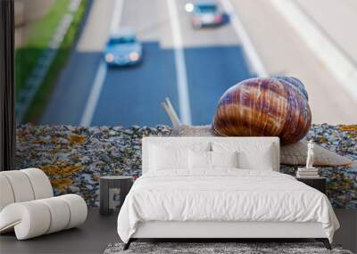 Snail and cars Wall mural