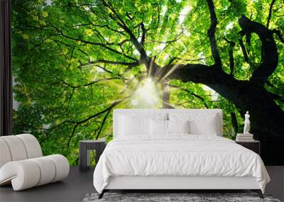 Maple tree with sunbeams Wall mural