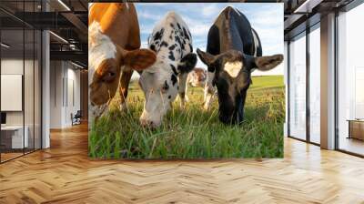 Low angle view of cows grazing in the field Wall mural