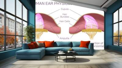 Human ear anatomy vector illustration. The vestibular system, in vertebrates, is a sensory system that creates the sense of balance and spatial orientation for the purpose of coordinating movement. Wall mural