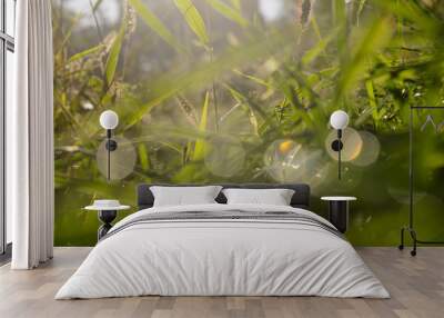 Natural background of fresh grass on a bright spring morning. Wall mural