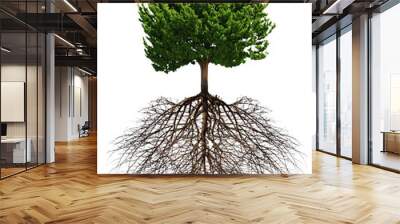 Big green tree with roots beneath isolated Wall mural