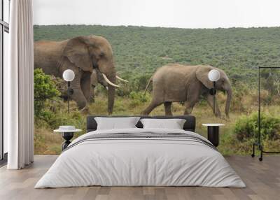 Elephants in the wild, Eastern Cape, South Africa Wall mural