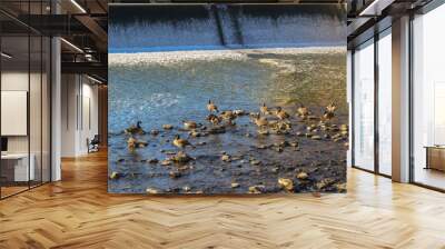 geese in the river 2 Wall mural