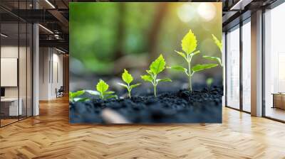 Growth with row small plants growing in soil, life improvement learning accomplishment Wall mural