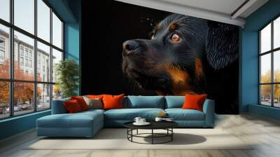 Rotweiler dog, purebred dog, cute, domestic animals, mammal Wall mural