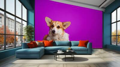 A Pembroke Welsh Corgi dog and a green apple are highlighted on a purple background. Wall mural