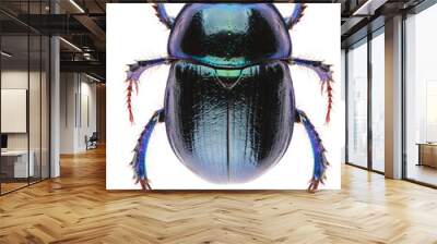 Anoplotrupes stercorosus dor beetle, is a species of earth-boring dung beetle belonging to subfamily Geotrupinae. Dorsal view of dung beetle Anoplotrupes stercorosus isolated on white background. Wall mural