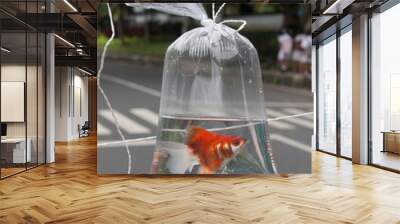 goldfish in a bag Wall mural