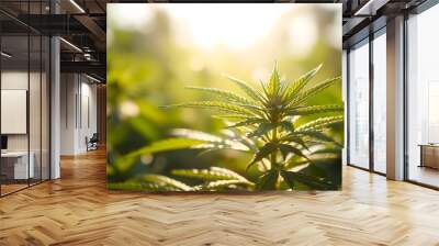 Cannabis leaf in sunlight. Close-up  of marijuana plant in nature isolated with white highlights, png Wall mural