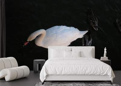 the swan 2 Wall mural