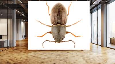 Click beetle Athous haemorrhoidalis isolated on white background, dorsal view. Wall mural