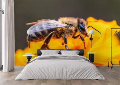 A close-up view of a bee collecting nectar from a vibrant orange flower in a sunny garden setting during springtime Wall mural