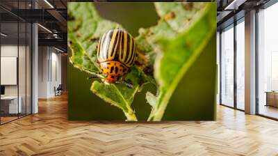 A Colorado potato beetle is munching on a green leaf under bright sunlight. Its distinctive striped shell and vibrant coloration stand out against the foliage. Wall mural