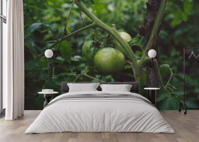 Small green tomatoes on a branch with raindrops. The concept of agriculture, healthy food and vegetables. Wall mural