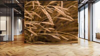 Wheat field. Crop harvesting Wall mural