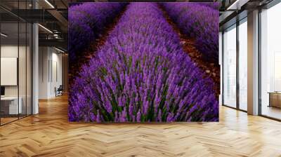 Tree in lavender field at sunset in Provence, France Wall mural