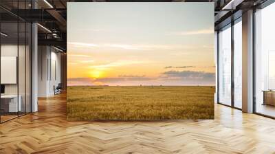 Large yellow field with wheat at sunset Wall mural