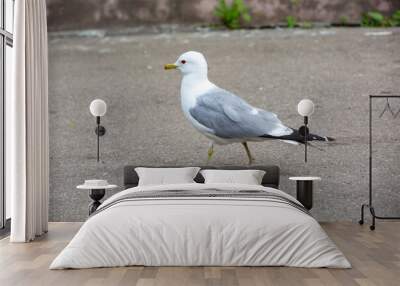 Seagull standing on the asphalt on a sunny summer day, close-up photo. Sea bird in an urban environment in the summertime. Adult gull bird with gray wings street portrait.   Wall mural