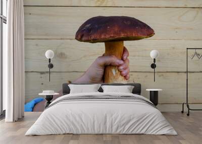 The big white porcini(penny bun, cep) mushroom close-up in the woman's hand against the background of a wooden wall. Picking of wild mushrooms. Wall mural