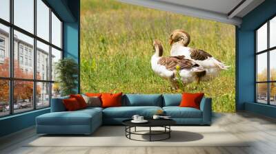 two geese on a meadow Wall mural