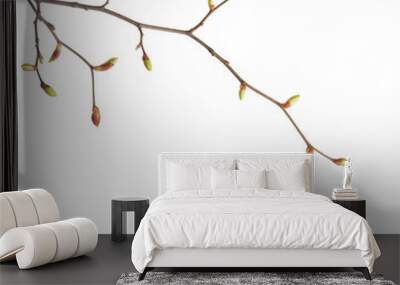  Linden branches  with swollen buds on isolated white background. Wall mural