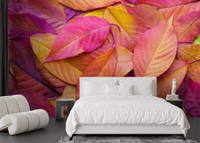 Colorful background with autumn Cherry leaves. Wall mural