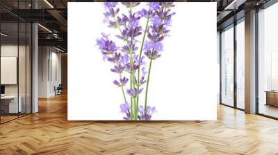 Few sprigs  of lavender isolated on white background. Wall mural