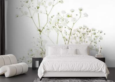 Few twigs with small white flowers of Gypsophila (Baby's-breath)  isolated on white background. Wall mural