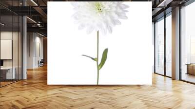 White chrysanthemum isolated on white background Wall mural