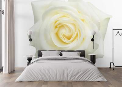 White rose isolated on white background. Wall mural