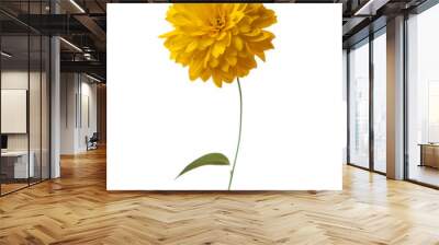 Yellow  flower ( Rudbeckia laciniata Hortensia) isolated on white background Wall mural