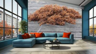 fresh brown seaweed Wall mural