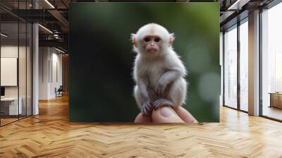 A small white monkey child sits on the fingers of a man Wall mural