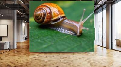 a snail with a brown shell crawls on a green leaf, close-up Wall mural