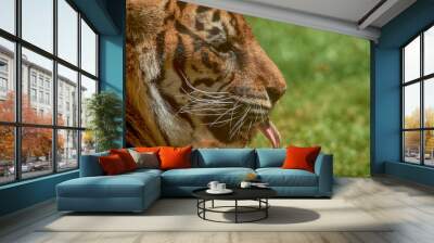 grandes felinos, Tigre de sumatra  Wall mural