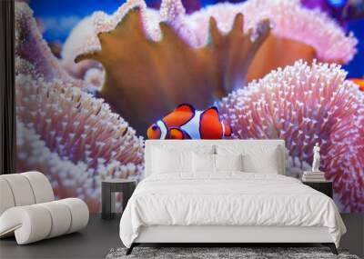 Clown fish swimming in the corals. Wall mural