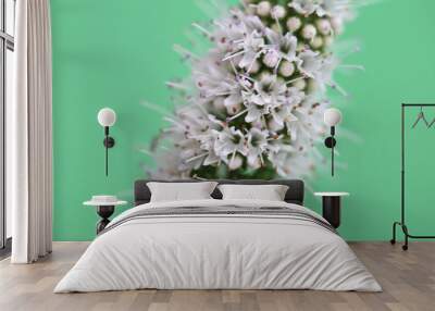 The blooming mint plant with green background Wall mural