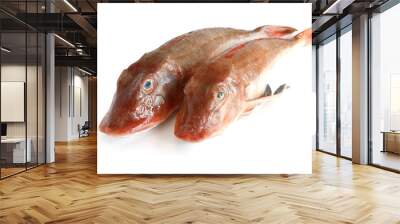 tub gurnard fish - due gallinelle Wall mural