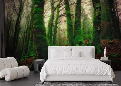 The forest in the Aspromonte national park. Wall mural