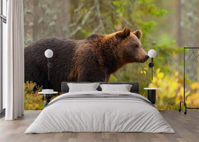 Side view of a brown bear in a forest Wall mural