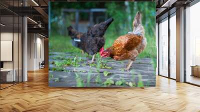 A beautiful red hen walks lazily in the garden in search of scattered grains Wall mural