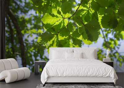 oak on the white background Wall mural