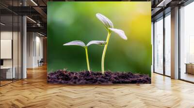 green sprout seed Wall mural