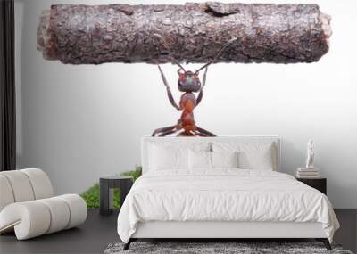 worker ant holding log, isolated on white Wall mural