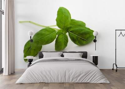 green basil on the white background Wall mural